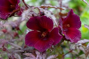 proche en haut de canneberge hibiscus fleur photo