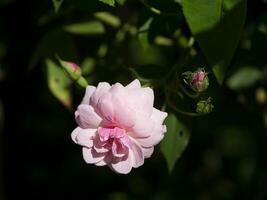 rose de damassé Rose fleur. photo