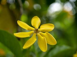 gardénia carinata Wallich fleur photo