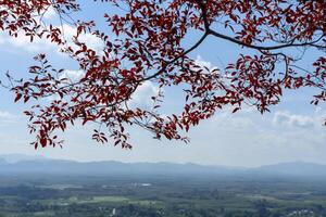 l'automne feuilles sur branche photo