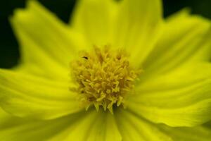 fleur de cosmos jaune. photo