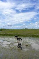 l'eau buffle dans le zone de faune photo