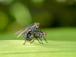 le mouches sont reproduction sur le feuilles. photo