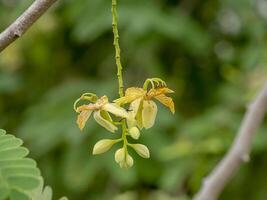 proche en haut de Tamarin fleur photo