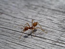 rouge fourmi sur vieux en bois avec ombre. photo