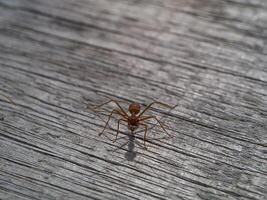 rouge fourmi sur vieux en bois avec ombre. photo