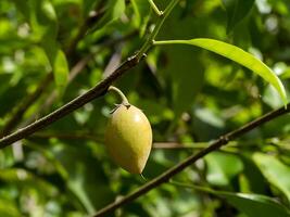 proche en haut Espagnol Cerise plante. photo