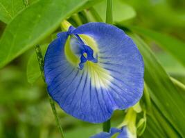 bleu pois, papillon pois. photo