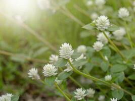 proche en haut de gomphrena cannabis fleur photo