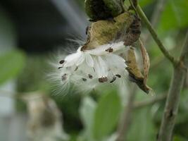 couronne fleur ou calotrope gigantea. photo