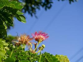 proche en haut de samanée Saman plante. photo