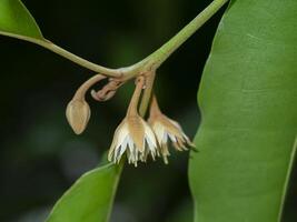 proche en haut Espagnol Cerise plante. photo