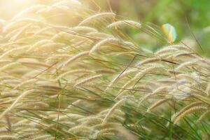 fleur herbe dans le Matin photo