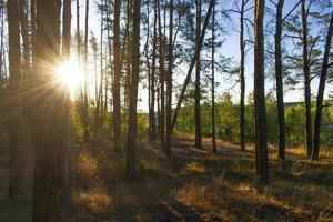 belle forêt avec sol couvert de mousse et rayons de soleil photo