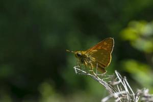 image en gros plan d'un petit papillon des bois, le skipper à carreaux, avec des taches jaunes sur les ailes orange et brunes tenant sur l'herbe verte
