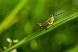 une sauterelle reposant sur un brin d'herbe. une macro photo d'une sauterelle.