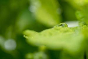 goutte de pluie sur une feuille avec un arrière-plan flou. abstrait vert naturel avec reflets et flou photo