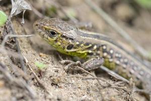 portrait d'un petit lézard vert au sol photo