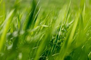 jeune herbe verte au soleil. papier peint vert naturel abstrait photo