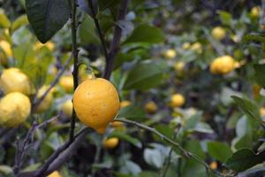 citrons accrochés à la branche d'arbre photo