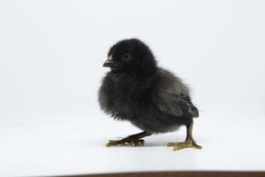 petit poulet noir isolé sur blanc. un poussin nouveau-né. photo