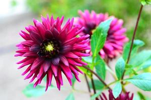 fleur de dahlia violet, fleur de dahlia papillon. photo