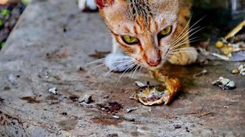 chats errants mangeant dans la rue. un groupe de chats des rues sans abri et affamés mangeant de la nourriture donnée par des bénévoles. nourrir un groupe de chats errants sauvages, concept de protection et d'adoption des animaux photo