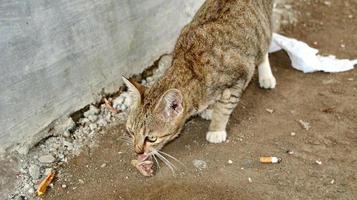 chats errants mangeant dans la rue. un groupe de chats des rues sans abri et affamés mangeant de la nourriture donnée par des bénévoles. nourrir un groupe de chats errants sauvages, concept de protection et d'adoption des animaux photo