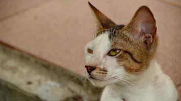 chats errants mangeant dans la rue. un groupe de chats des rues sans abri et affamés mangeant de la nourriture donnée par des bénévoles. nourrir un groupe de chats errants sauvages, concept de protection et d'adoption des animaux photo