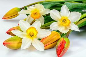 belles fleurs de printemps tulipes et narcisses sur fond blanc photo