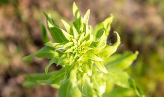 belles fleurs sauvages et herbes sauvages sur un pré vert. journée d'été chaude et ensoleillée. fleurs de pré. champ de fleurs sauvages d'été. fond de paysage d'été avec de belles fleurs. photo