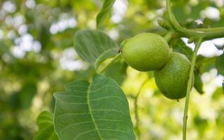 jeunes noix vertes sur l'arbre. le noyer pousse en attendant d'être récolté. noyer se bouchent. fond de feuilles vertes. photo