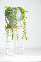 longue cils de pépéromium prostré dans une béton pot pendre avec rond tortue feuilles. pépéromie fermer dans le intérieur sur une blanc arrière-plan, un ornemental plante photo