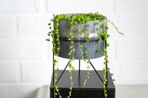 longue cils de succulent senecio rowleyanus dans une béton pot pendre avec rond tortue feuilles. senecio Rowley fermer dans le intérieur sur une blanc arrière-plan, un ornemental plante photo