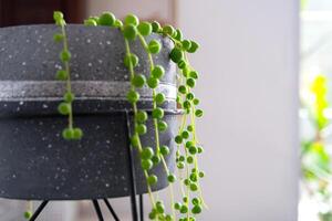 longue cils de succulent senecio rowleyanus dans une béton pot pendre avec rond tortue feuilles. senecio Rowley fermer dans le intérieur sur une blanc arrière-plan, un ornemental plante photo