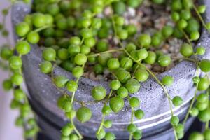 longue cils de succulent senecio rowleyanus dans une béton pot pendre avec rond tortue feuilles. senecio Rowley fermer dans le intérieur sur une blanc arrière-plan, un ornemental plante photo