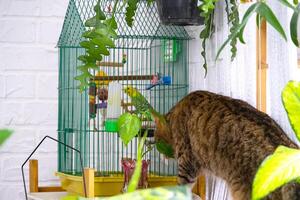une national chat chasses une perruche dans une cage. le relation de animaux domestiques, une chat et une perroquet, danger, stress et amitié. photo