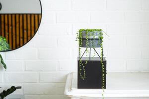 longue cils de succulent senecio rowleyanus dans une béton pot pendre avec rond tortue feuilles. senecio Rowley fermer dans le intérieur sur une blanc arrière-plan, un ornemental plante photo