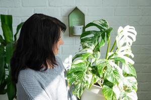 femme détient Accueil plante rare panacher monstera Alba dans pot dans Accueil intérieur. photo