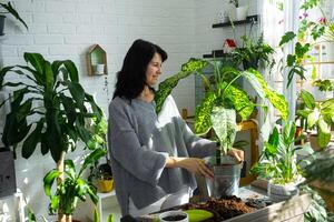 rempotage et soins Accueil plante dieffenbachia guépard dans Nouveau pot dans Accueil intérieur. femme races et grandit les plantes comme une passe-temps, détient cépage Diffenbachie avec grand Pointé feuilles, grand Taille photo