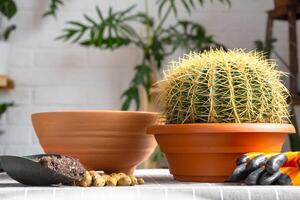 rempotage trop développé Accueil plante grand épineux cactus échinocactus gruzoni dans Nouveau plus gros pot. soins pour mis en pot usine, protecteur gants, drainage, pot, sol, une pelle sur le table photo