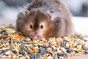 marrant duveteux syrien hamster est assis sur une poignée de des graines et mange et étoffes le sien des joues avec actions. nourriture pour une animal de compagnie rongeur, vitamines. fermer photo