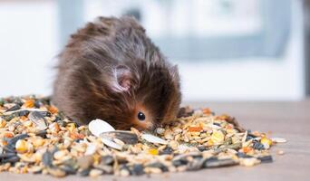 marrant duveteux syrien hamster est assis sur une poignée de des graines et mange et étoffes le sien des joues avec actions. nourriture pour une animal de compagnie rongeur, vitamines. fermer photo