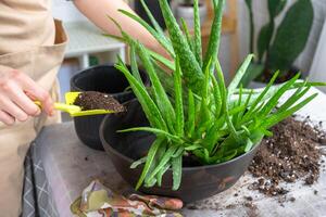 le mains de femme dans un tablier l'empotage, repiquage et la reproduction est le séparation de le les enfants de le aloès Vera plante. succulent sur le tableau, pot, sol, scoop photo