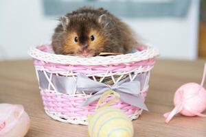 marrant duveteux animal de compagnie hamster grimpe en dehors de une panier avec coloré Pâques des œufs - de fête Pâques décor avec une animal de compagnie photo