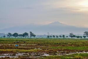 panoramique vue de riz des champs après récolte avec le lever du soleil dans le Contexte suivant à le Montagne. isolé avec vide espace. photo
