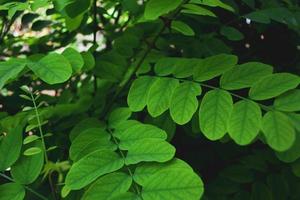 succulentes feuilles vertes d'acacia photo