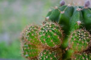 cactus sur le rebord de la fenêtre. photo