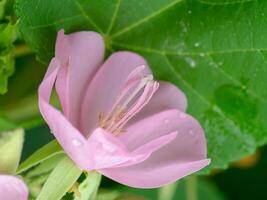 proche en haut de rose dombeya fleur photo