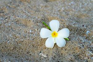 Jaune et blanc frangipanier fleur photo